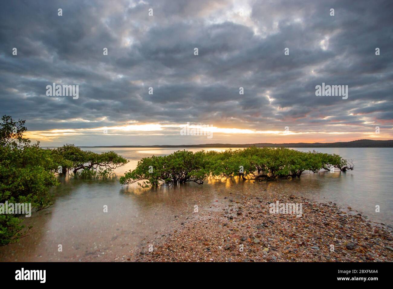 Graue Mangrove (Avicennia Marina) wächst auf Sandbank. Stockfoto
