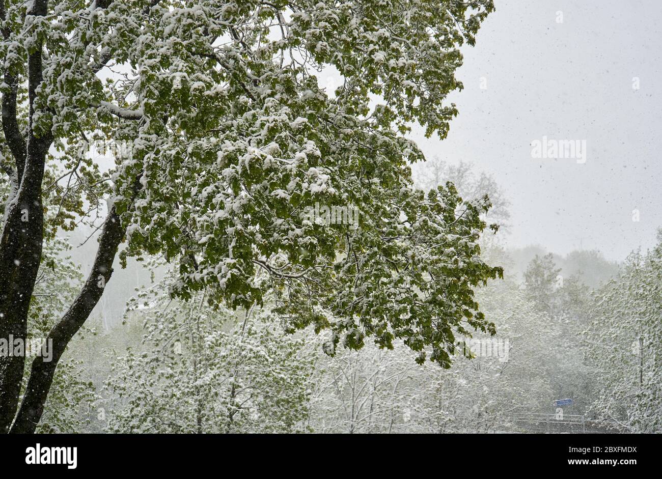 Schneebedeckter Baum im Frühling Stockfoto
