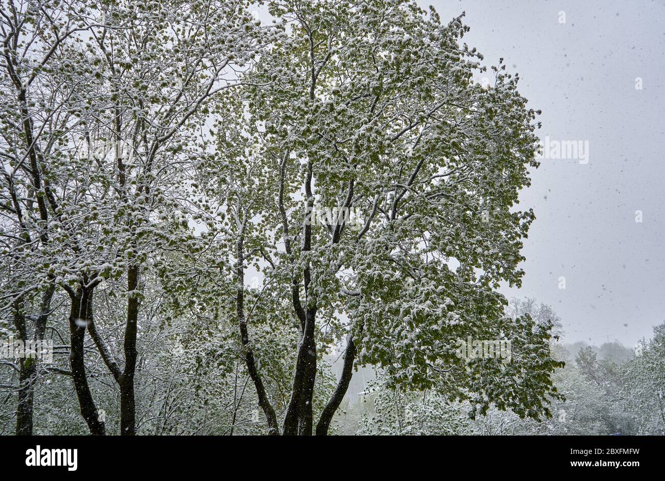 Baum im Frühling mit Schnee bedeckt Stockfoto