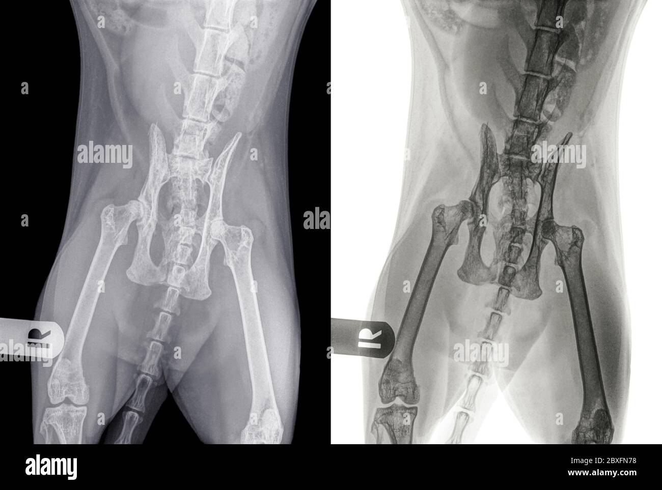 Digitale Röntgenaufnahme einer Katze mit Hüftdysplasie im linken Hüftgelenk. Ansicht von Ventro-Dorsal. Der Buchstabe R zeigt die rechte Seite der Katze an. Stockfoto