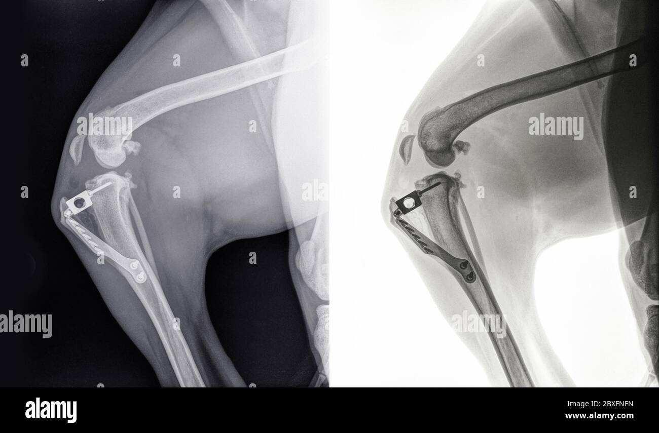 Digitale Röntgenaufnahme eines Knies eines Hundes nach Tibiale Tuberosität Advancement oder TTA-Operation für Kreuzbandriss Stockfoto