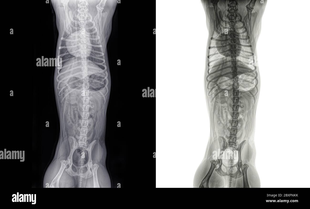 Dorso ventral digitale Röntgenaufnahme des Thorax und Abdomens einer gesunden, etwas mageren Katze. Isoliert auf weiß und schwarz Stockfoto