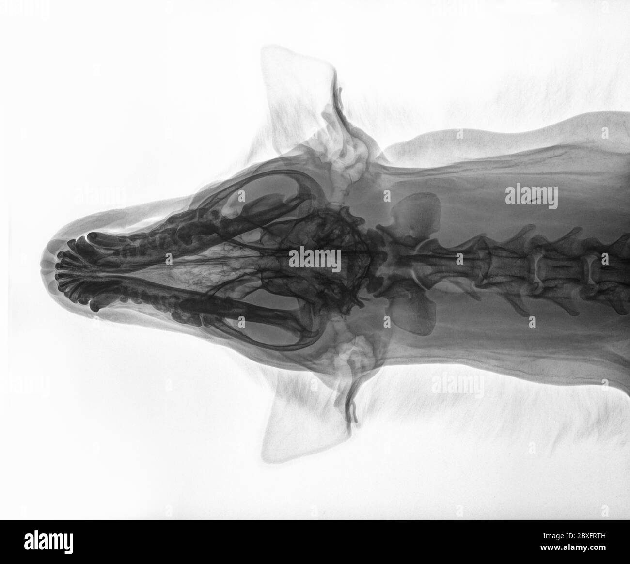 Röntgenaufnahme des Schädels eines großen Hundes, Ansicht von oben. Isoliert auf Weiß Stockfoto
