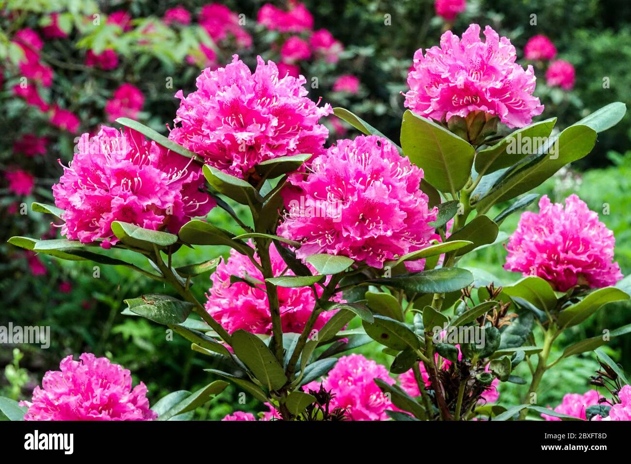 Blühende Sträucher, rosa Rhododendron „Rocket“ Stockfoto