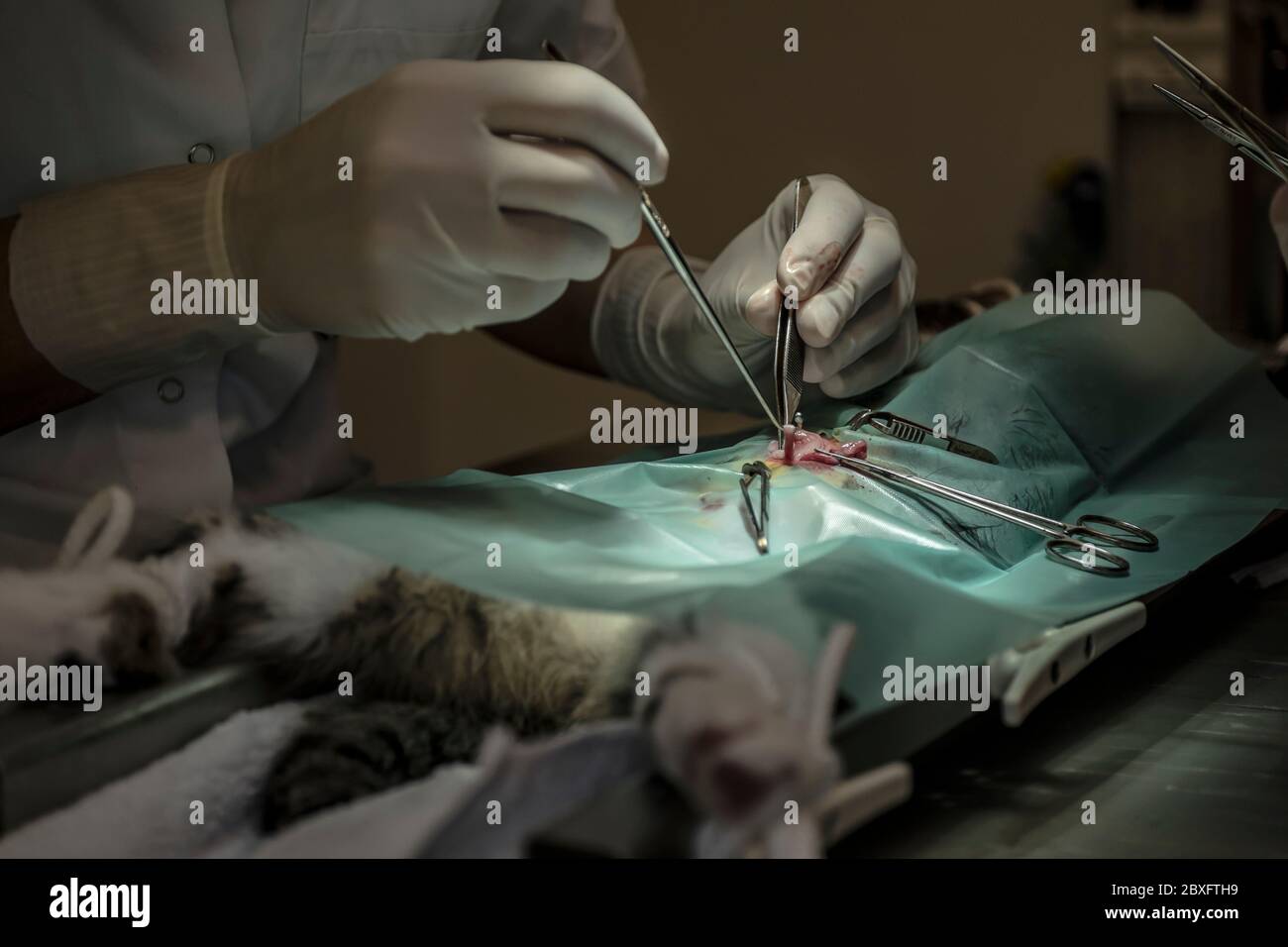 Tierarzt kastriert eine Katze in einer Tierklinik mit Schwerpunkt auf Uterus Stockfoto