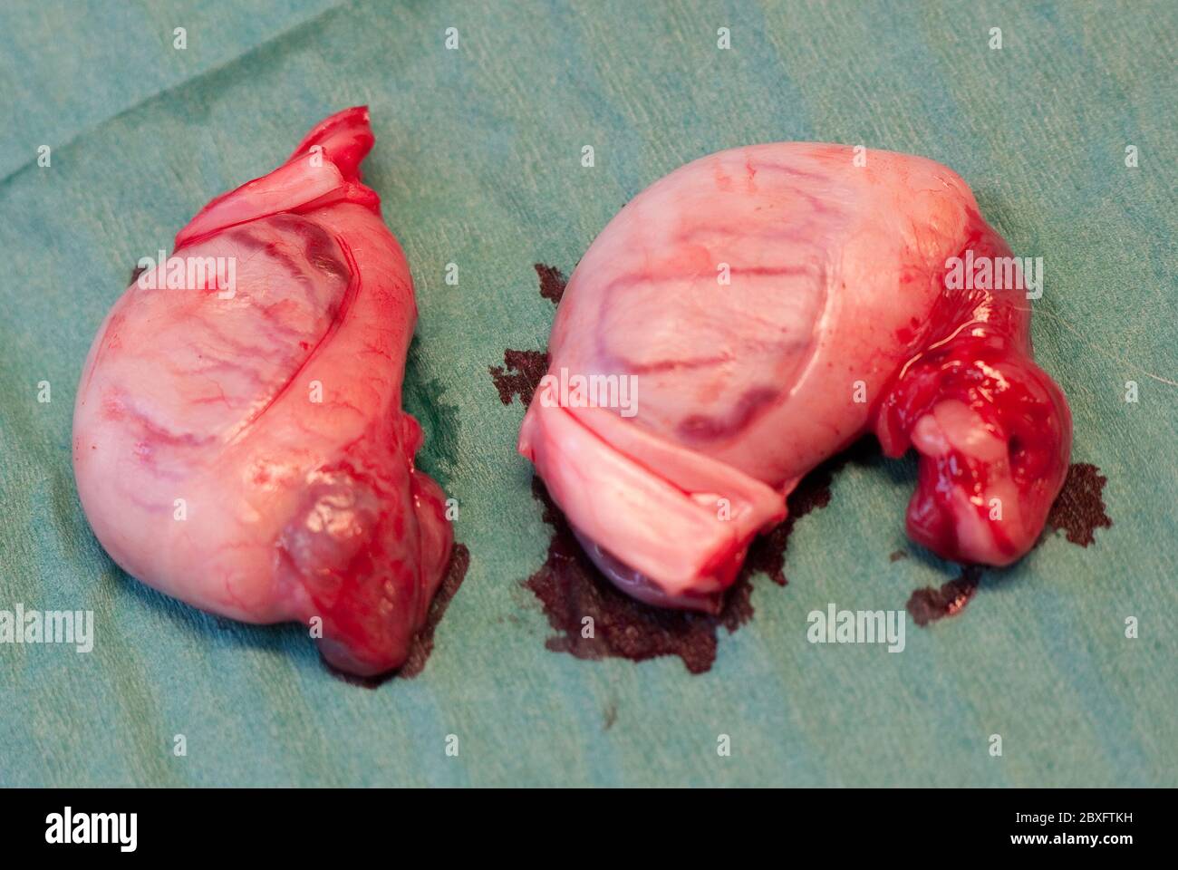 Nahaufnahme von zwei Hoden nach Kastration eines kleinen Hundes Stockfoto
