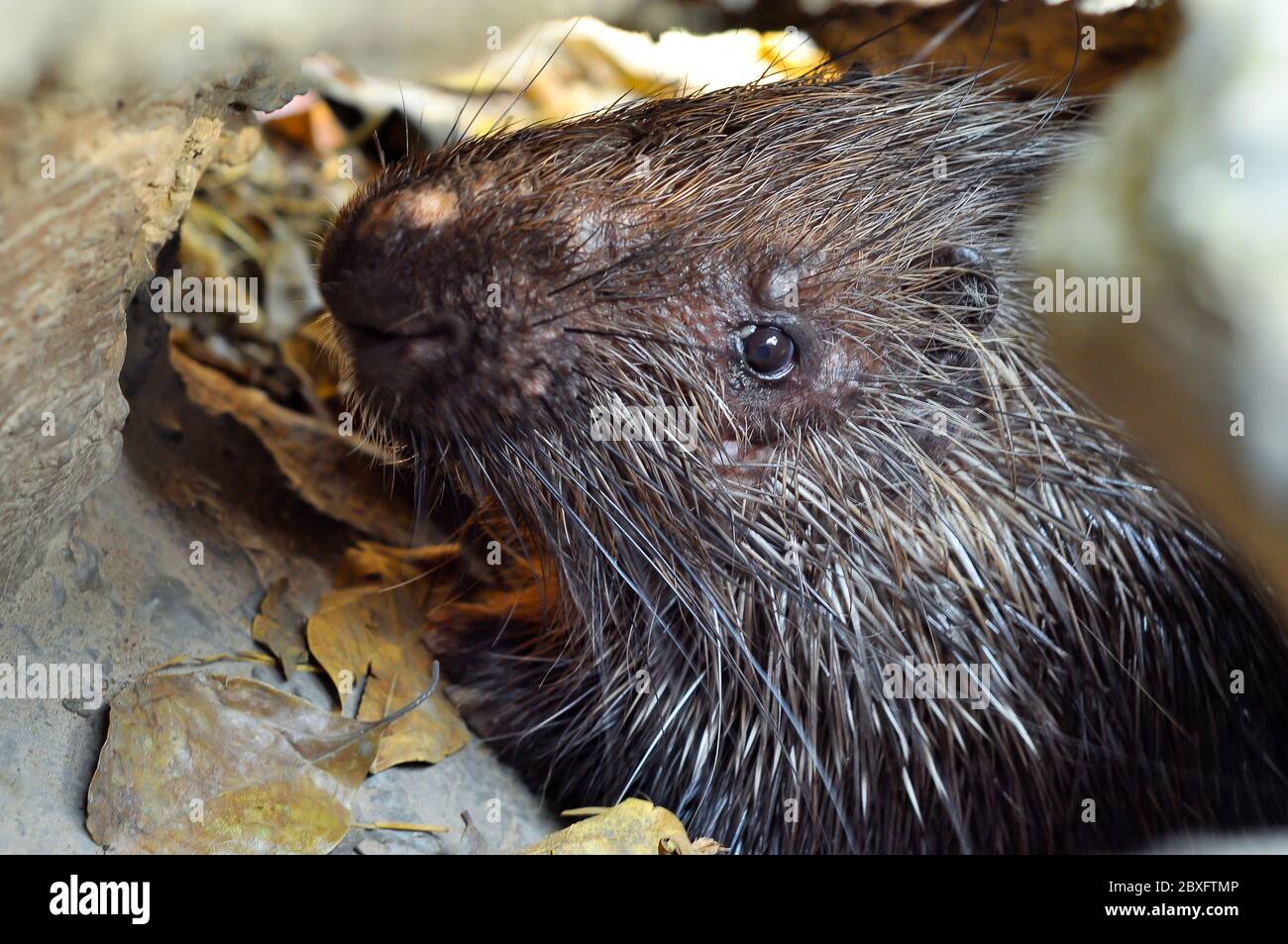 Das malaiische Stachelschwein ist in verschiedenen Arten von Waldhabitaten sowie in offenen Gebieten in der Nähe von Wäldern zu finden. Stockfoto