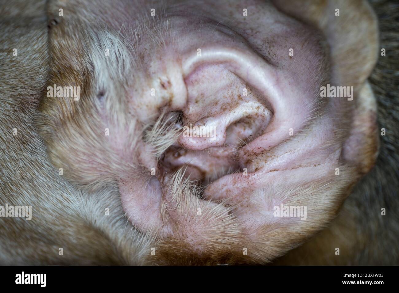 Nahaufnahme am Ohr eines Hundes mit Wrungen in der concha Stockfoto