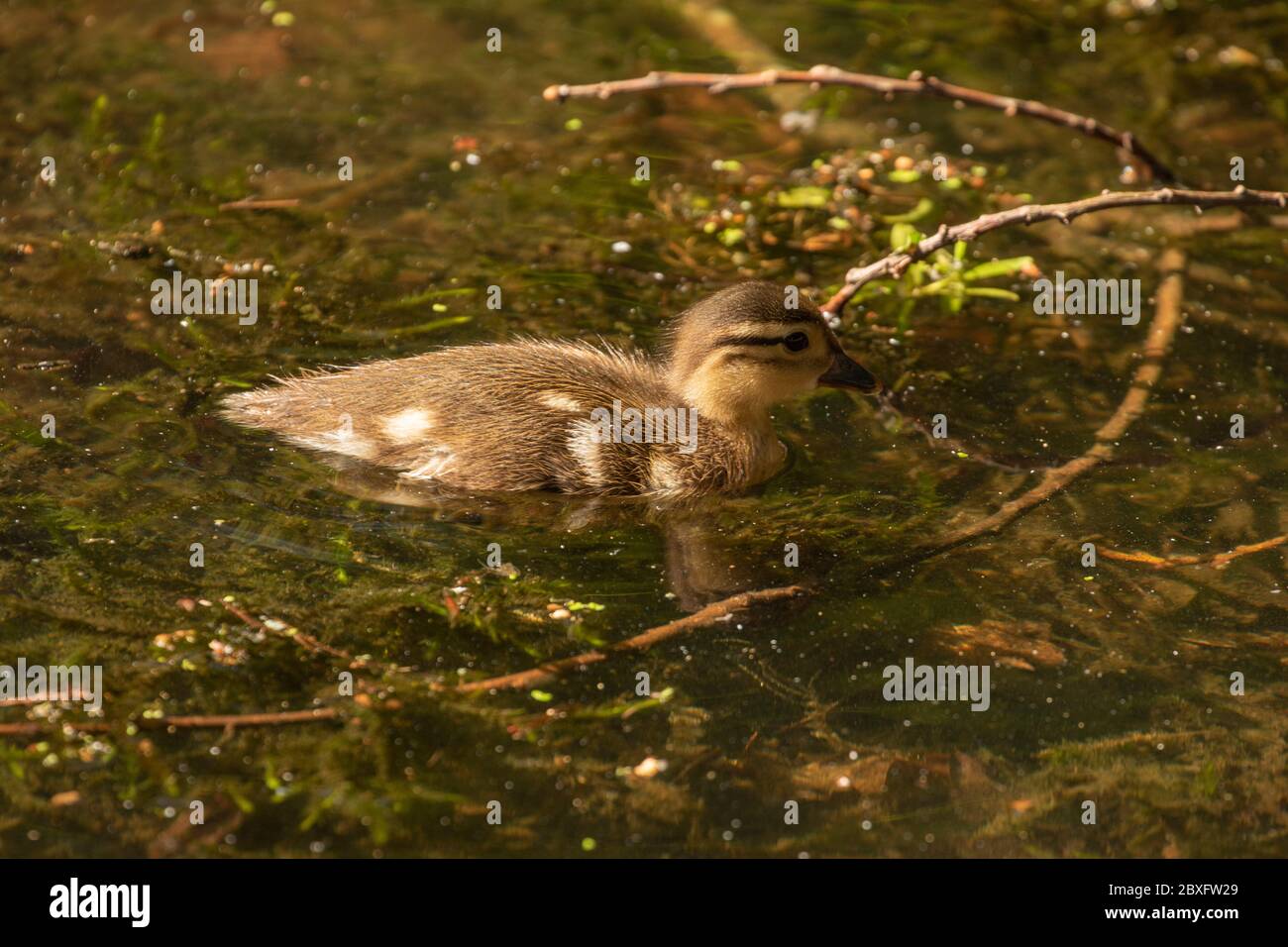 Mandarine Ente auf Keston Teich im Großraum London Bezirk Bromley, England, Vereinigtes Königreich, Europa Stockfoto