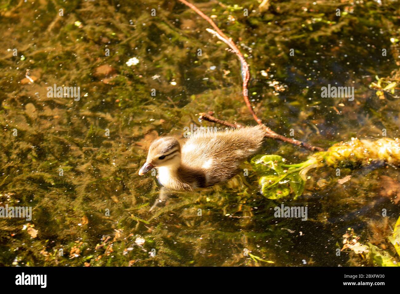 Mandarine Ente auf Keston Teich im Großraum London Bezirk Bromley, England, Vereinigtes Königreich, Europa Stockfoto