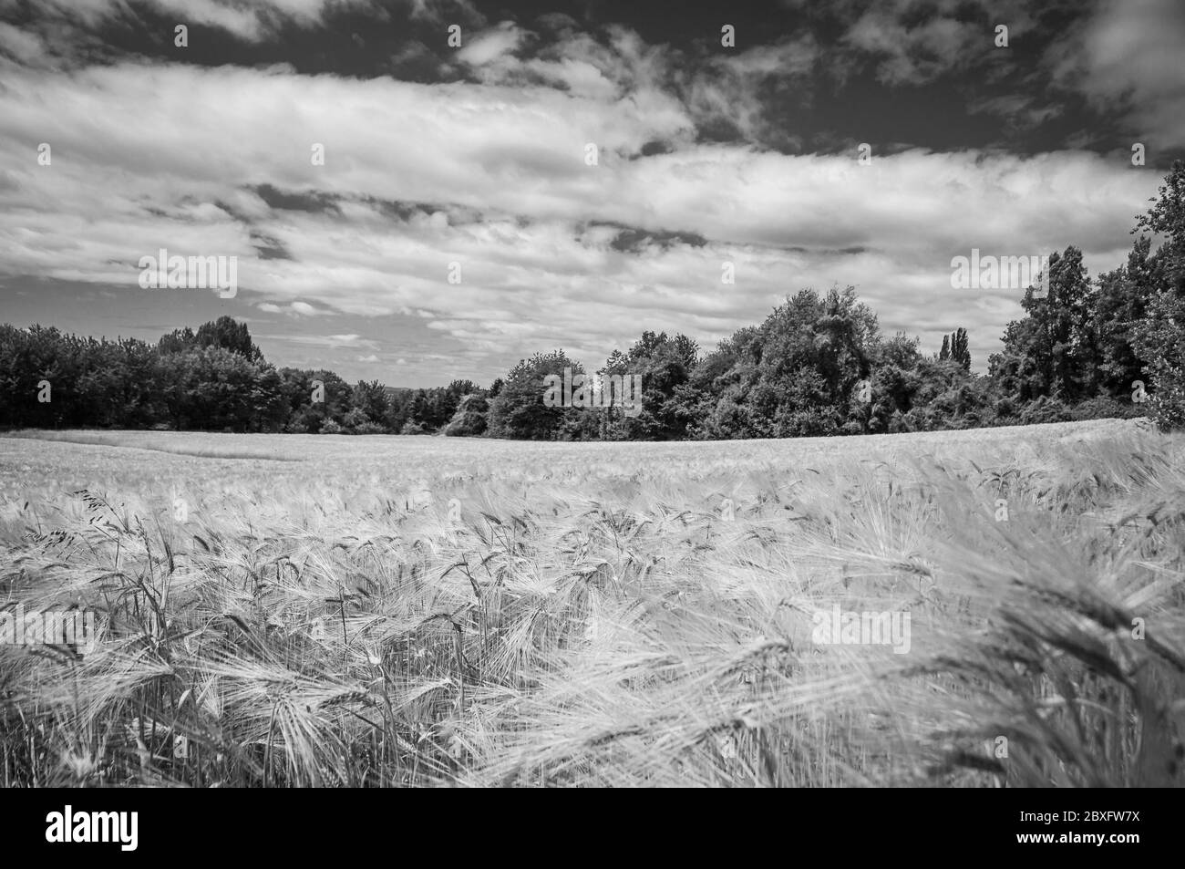 Blick über ein Roggenfeld zu einem kleinen Wald am Rande des Feldes im Sommer. Schwarz und Weiß- Stockfoto