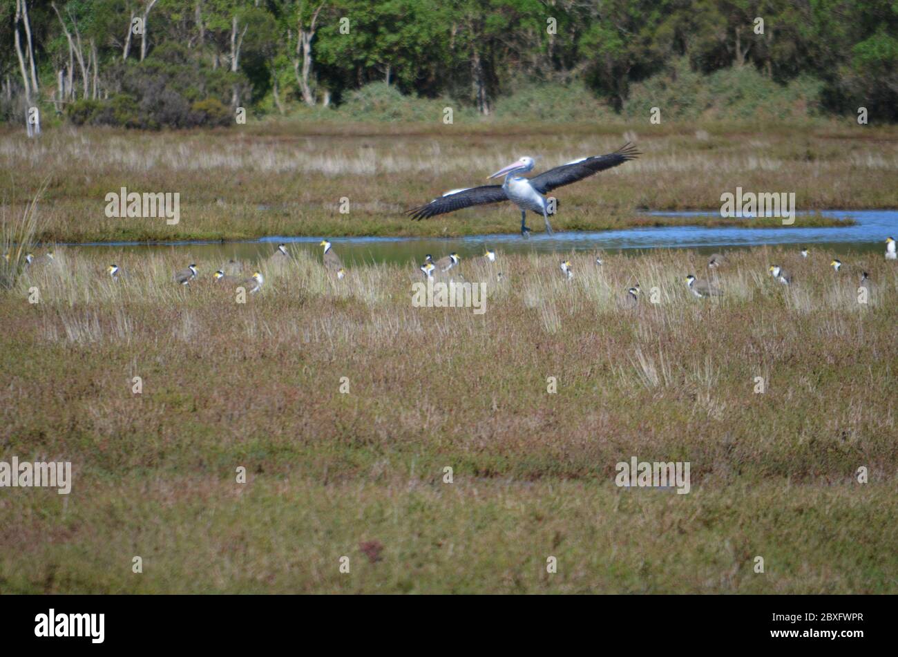 Australien Ureinwohner Vögel Stockfoto