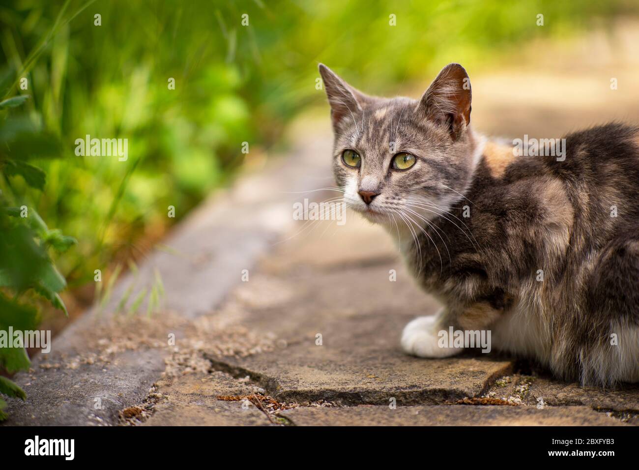 Schönes junges Eschenkatzenportrait im Garten nahe grünem Gras. Stockfoto