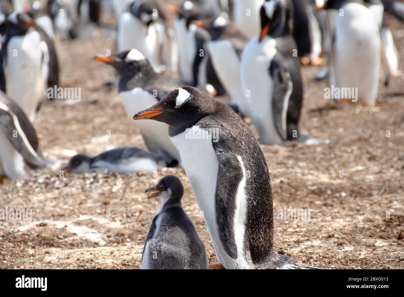 Gentoo Penguin und ein Küken mit anderen Pinguinen im Hintergrund. Eine Kolonie von Gentoo Pinguinen an einem sonnigen Tag am Volunteer Point, Falkland Islands. Stockfoto
