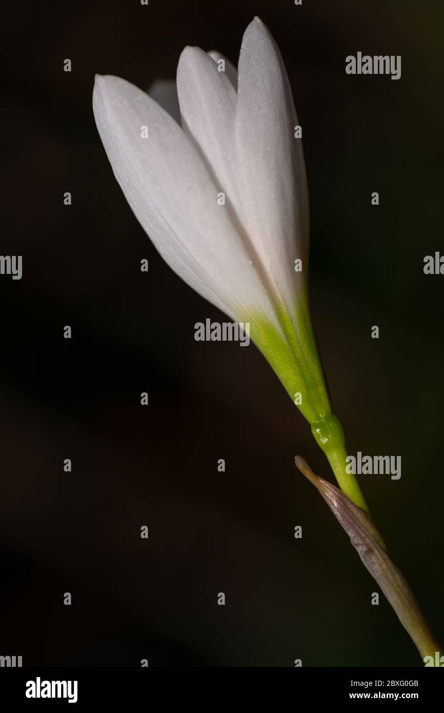 Eine Nahaufnahme einer einsam gelegenen Weißen Regenlilie (Zephyranthes Candida), im Garten. Stockfoto