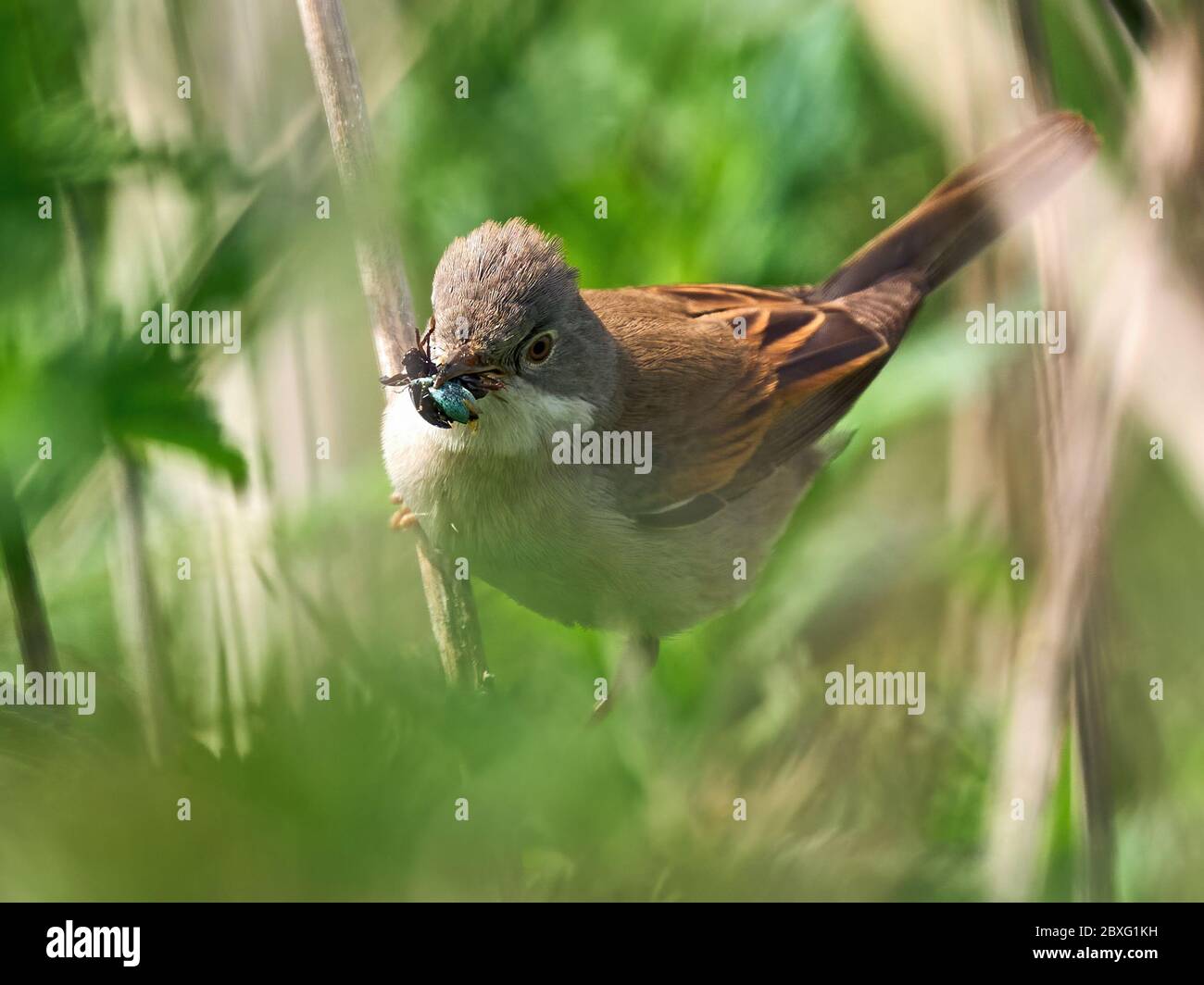 Gewöhnlicher Weißkehlchen mit Insekten im Schnabel Stockfoto