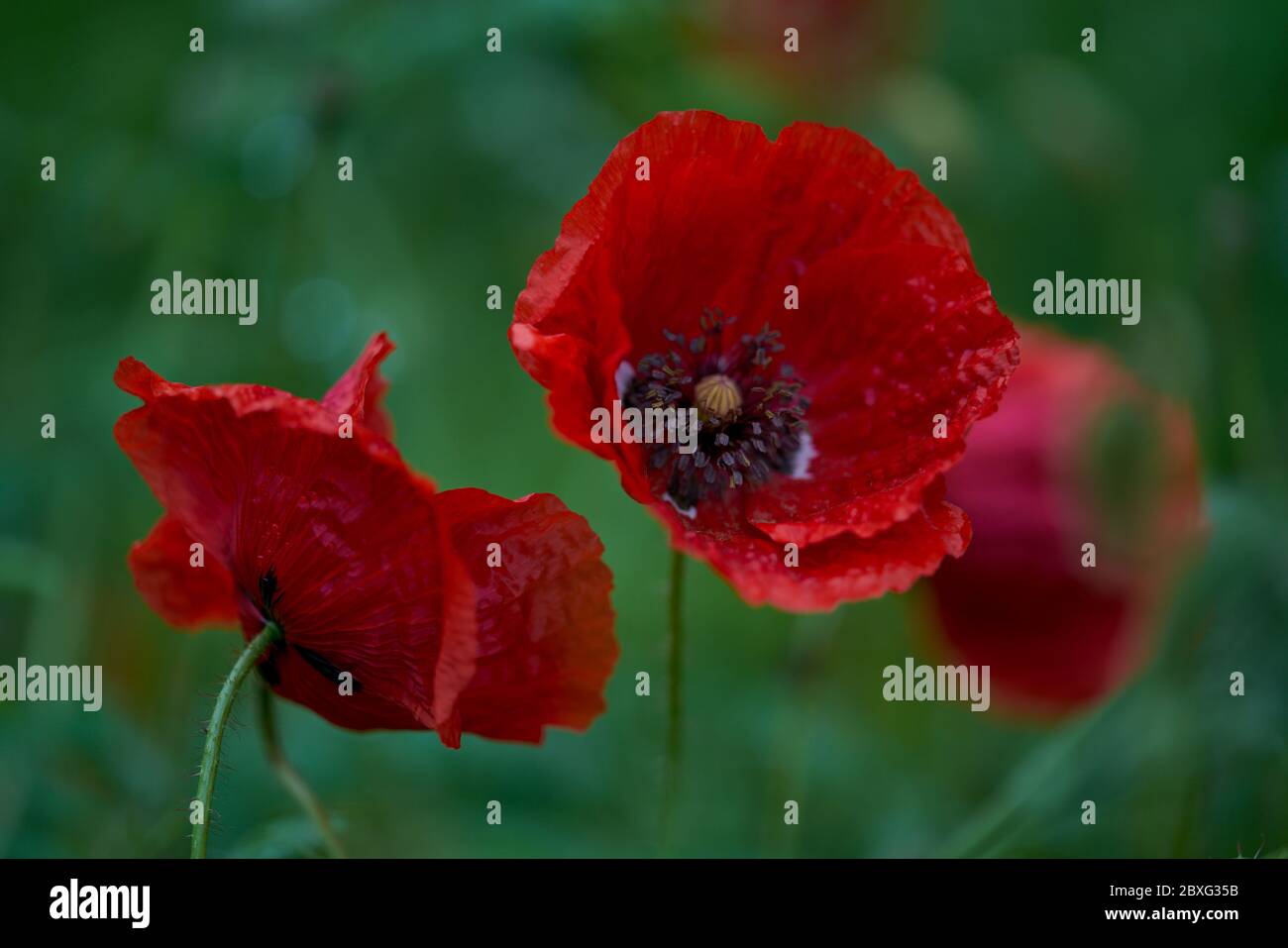 Blühender Mohn Papaver Rhoeas gemeiner Mohn, Maismohn, Maisrose, Feldmohn, Flandern Mohn, roter Mohn in voller Blüte Stockfoto