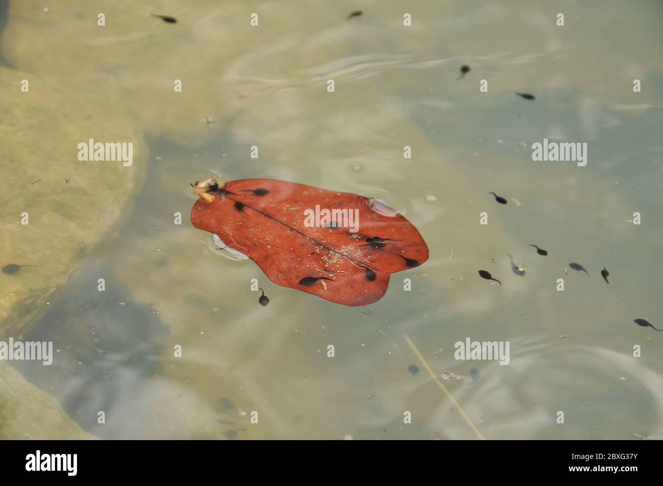 Kaulquappe ist das Larvenstadium im Lebenszyklus einer Amphibie, insbesondere das eines Frosches oder einer Kröte. Stockfoto