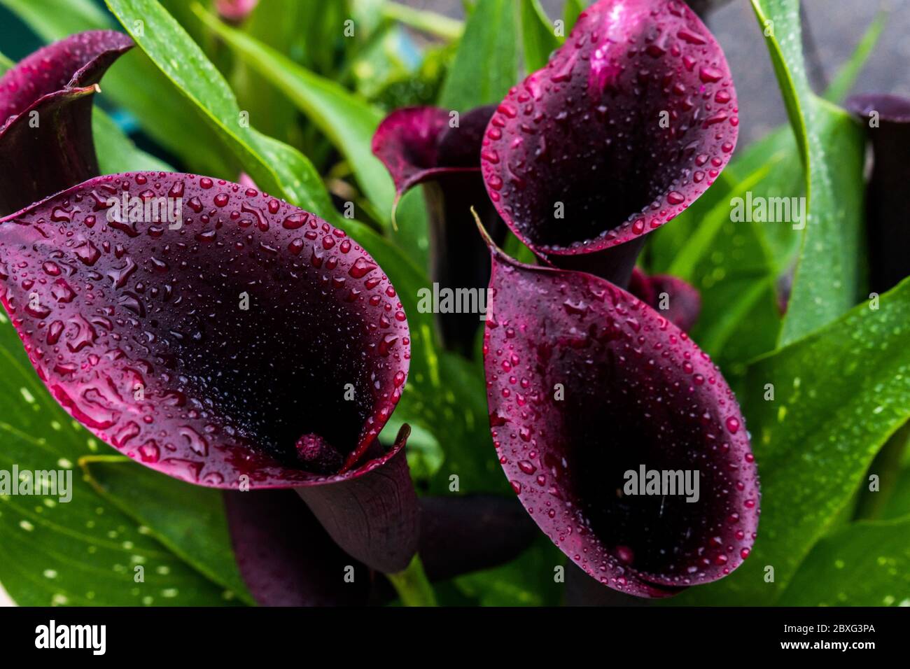 Schöne Nahaufnahme von Calla Lily Night Cap, dramatisch aussehend, für Dekorationsdesign. Tropfen auf ein Blatt nach dem Regen. Design. Stockfoto