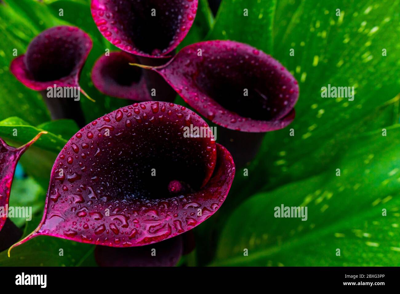 Schöne Nahaufnahme von Calla Lily Night Cap, dramatisch aussehend, für Dekorationsdesign. Tropfen auf ein Blatt nach dem Regen. Design. Stockfoto