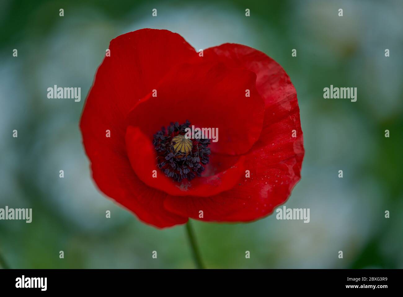 Blühender Mohn Papaver Rhoeas gemeiner Mohn, Maismohn, Maisrose, Feldmohn, Flandern Mohn, roter Mohn in voller Blüte Stockfoto