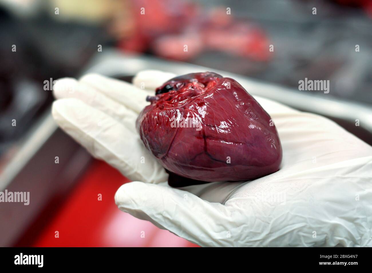 Eigenschaften des wallaby Herzorgans. Tierarzt führen Nekropsien, um die Todesursache zu bestimmen. Stockfoto