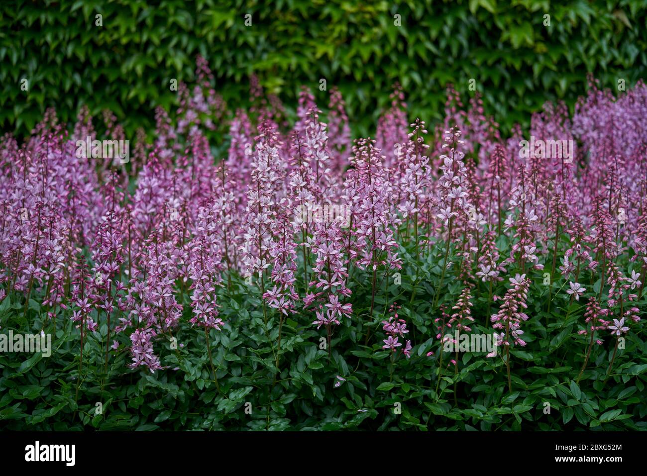Reichlich blühende Dictamnus albus brennenden Busch, Dittany, Gaspflanze, Fraxinella diptam Blumen Stockfoto