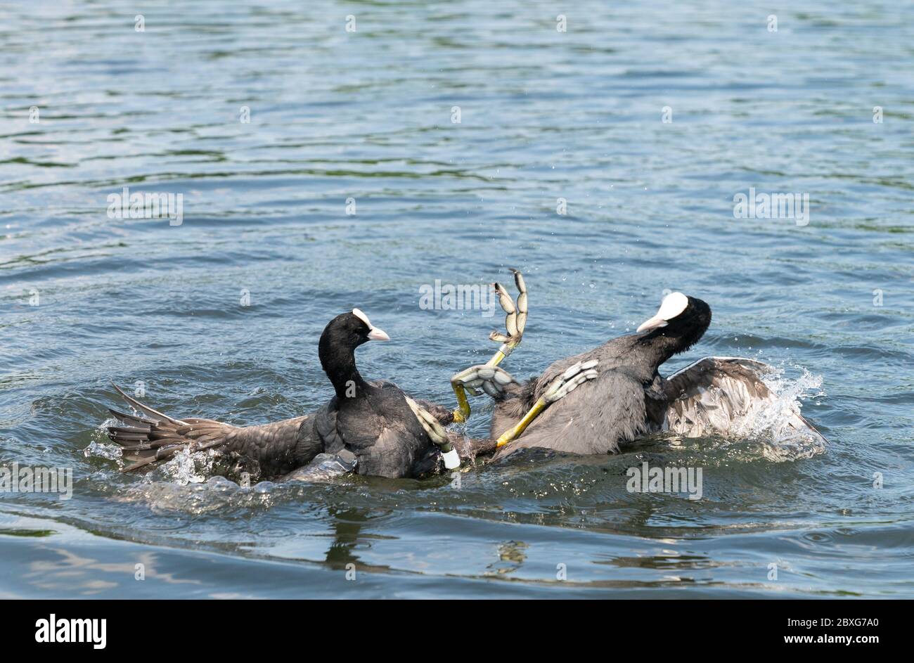 Eurasische Rute ( Fulica ATRA ) Vögel kämpfen mit ihren Krallen im Wasser. Stockfoto