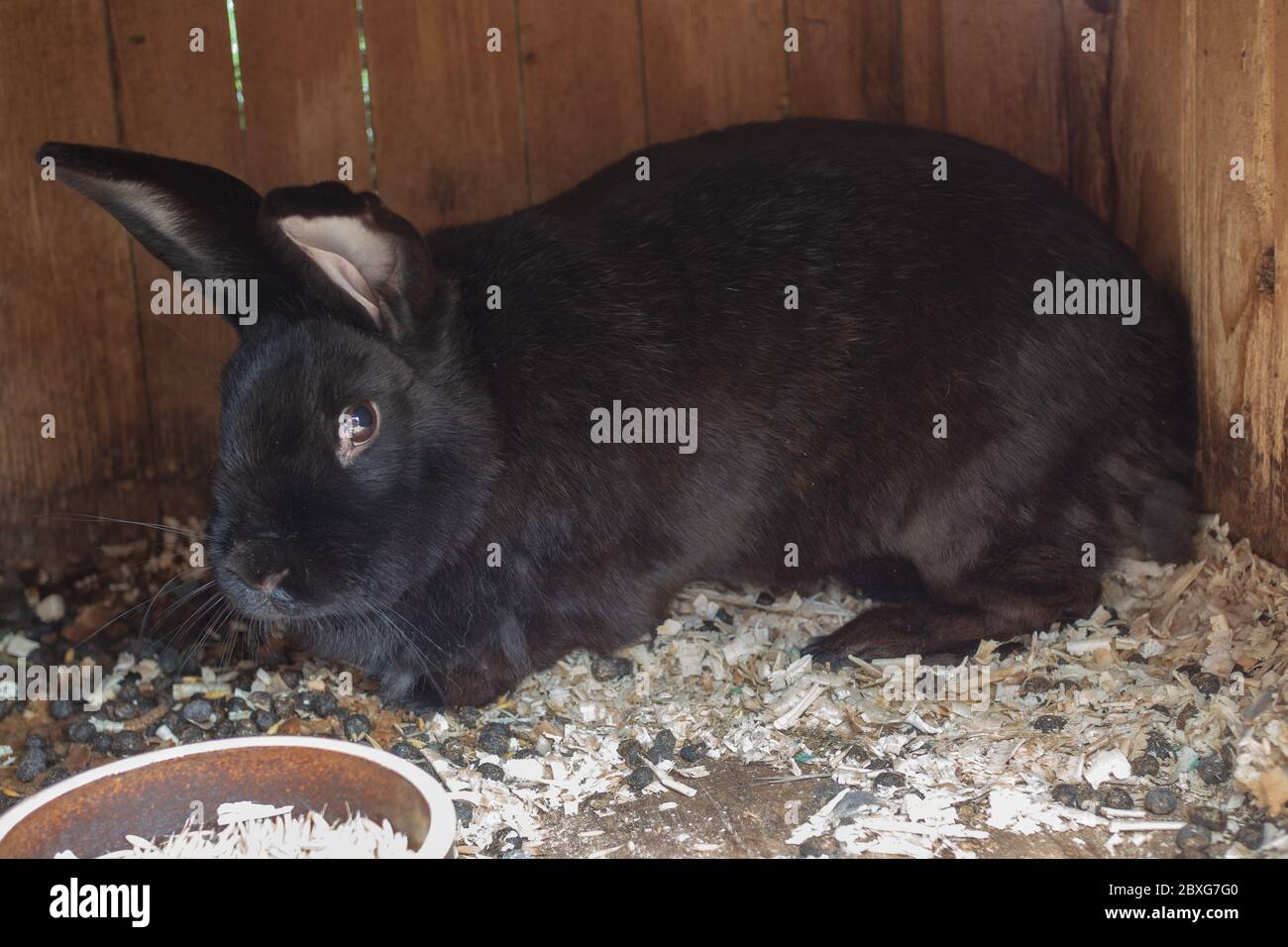 Hauskaninchen Stockfoto