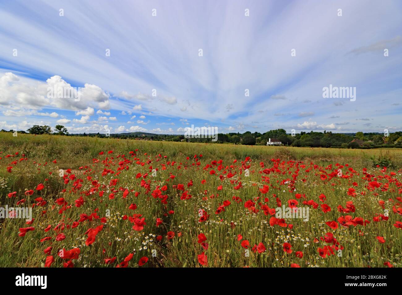 Guildford, Surrey, Großbritannien. Juni 2020. Schönes Feld von roten Mohnblumen kombiniert mit einem spektakulären Himmel machen eine atemberaubende Anzeige in der Surrey Landschaft in der Nähe von Guildford. Quelle: Julia Gavin/Alamy Live News Stockfoto