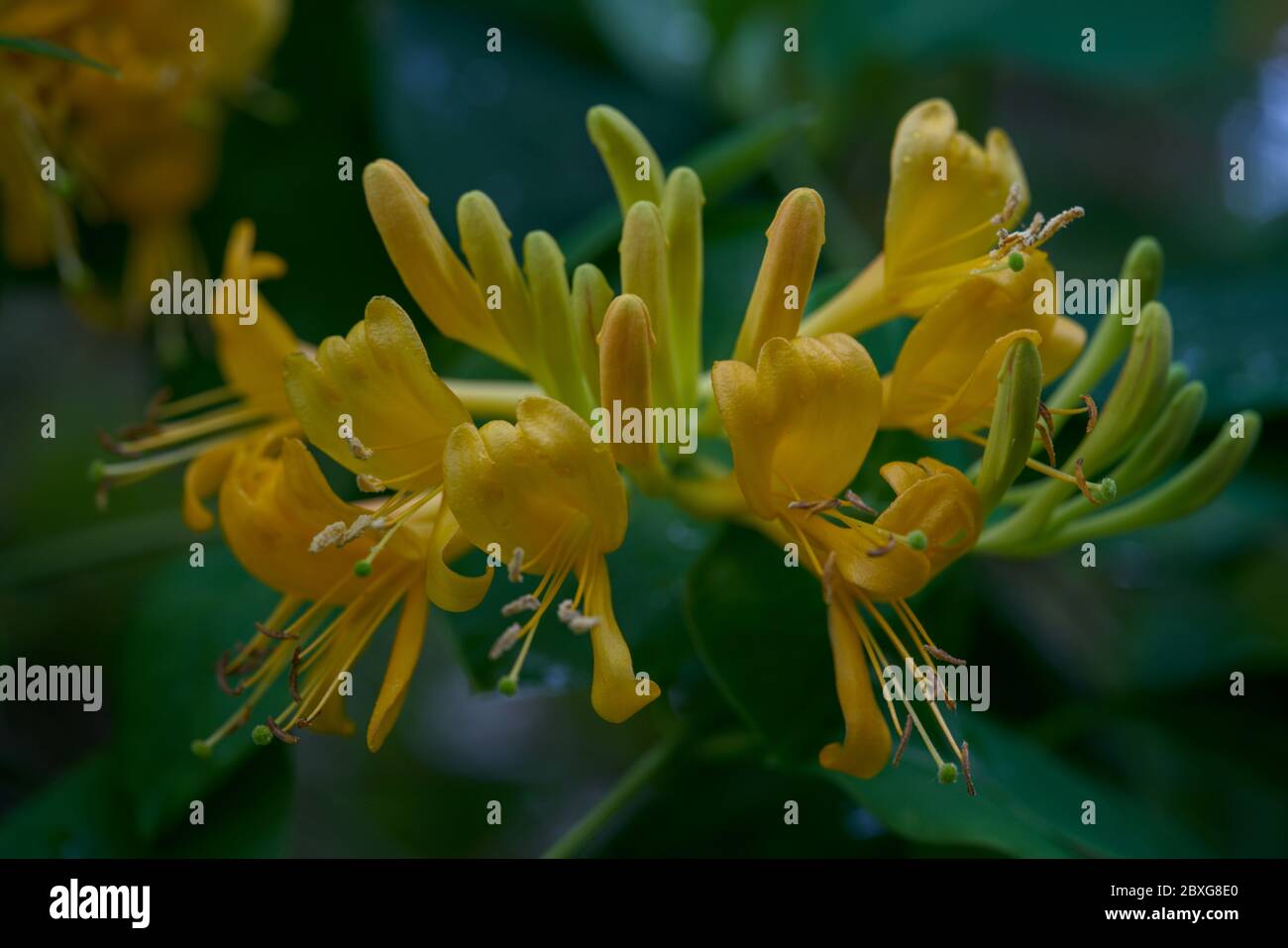 Lonicera x tellmanniana (geiblatt), gelbe Blumen Stockfotografie - Alamy