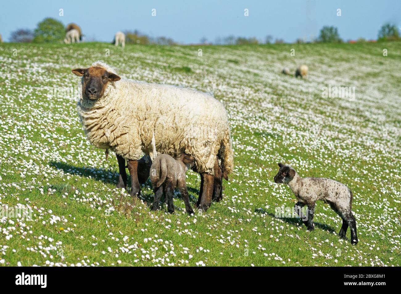 Mutterschafe mit ihrem Lamm im Frühling auf einem Feld, Ostfriesland, Niedersachsen, Deutschland Stockfoto