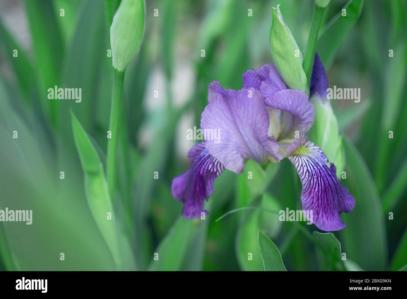 Lila Iris, Makrohintergrund Stockfoto