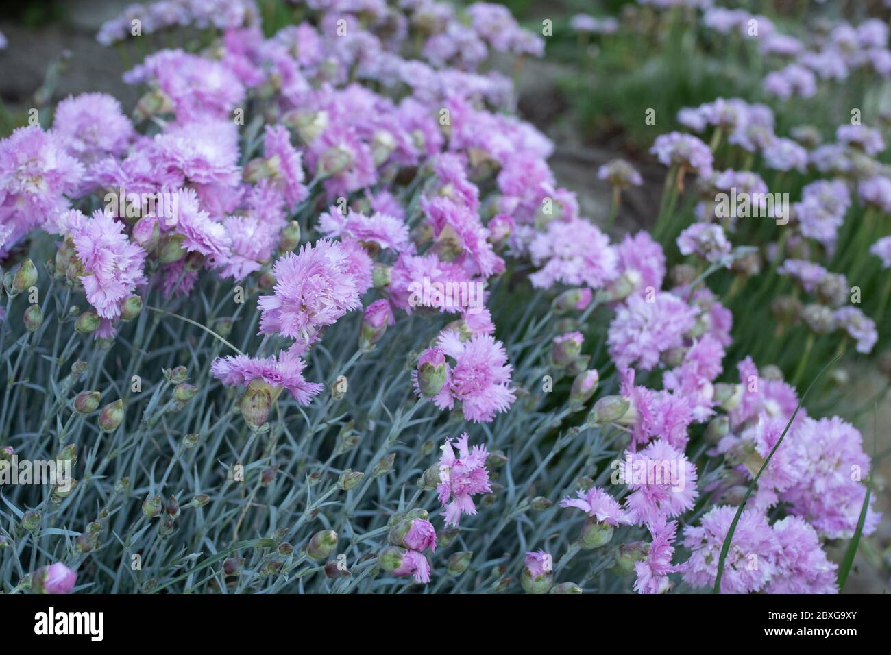 Blumen lila Farbe, Makro Hintergrund Stockfoto