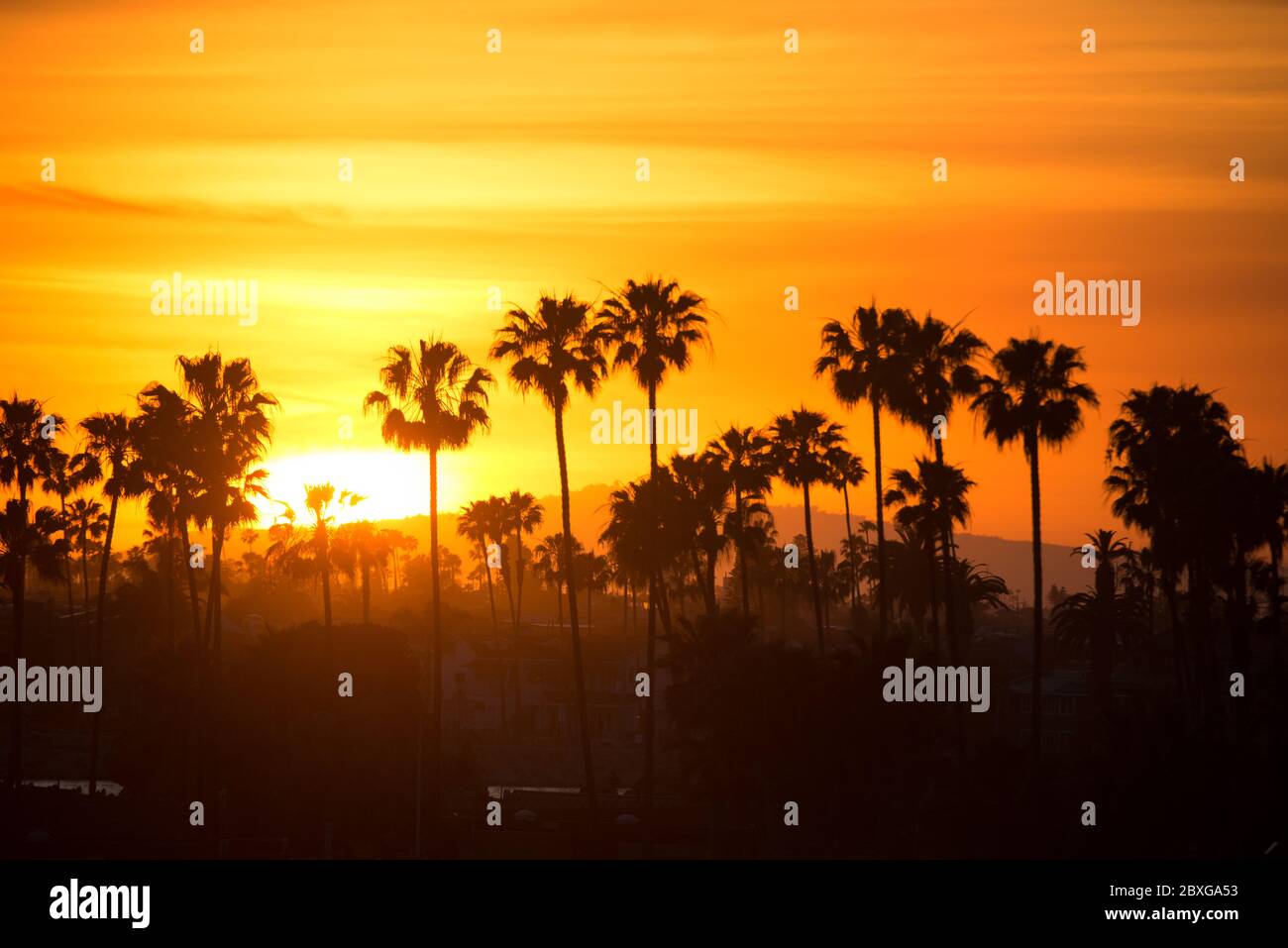 Silhouette von Palmen bei Sonnenuntergang, Orange County, Kalifornien, USA Stockfoto