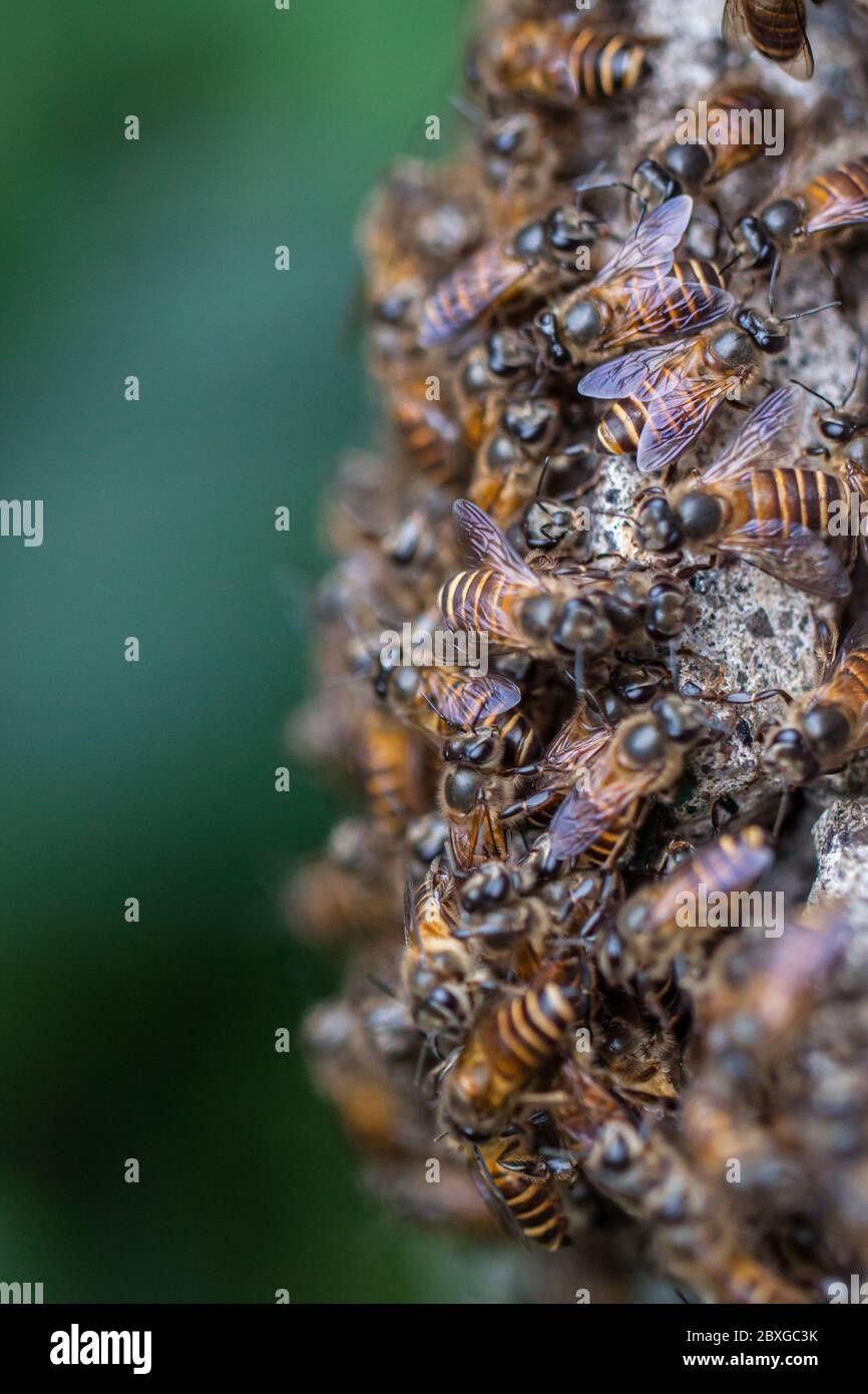 Nahaufnahme von Honigbienen, Indonesien Stockfoto