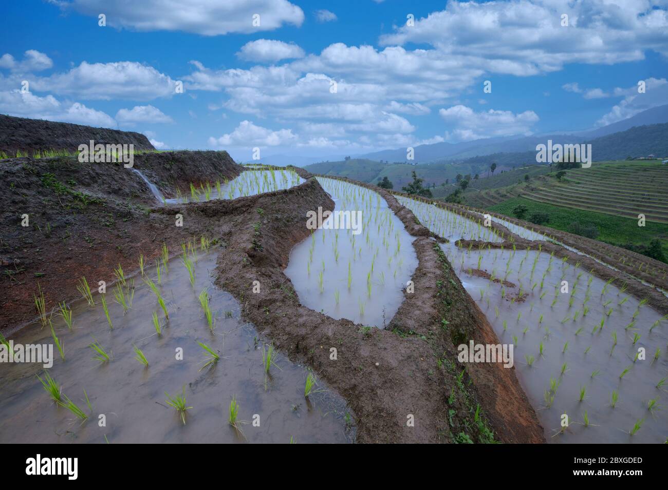 Überflutete terrassierte Reisfelder, Chiang Mai, Thailand Stockfoto