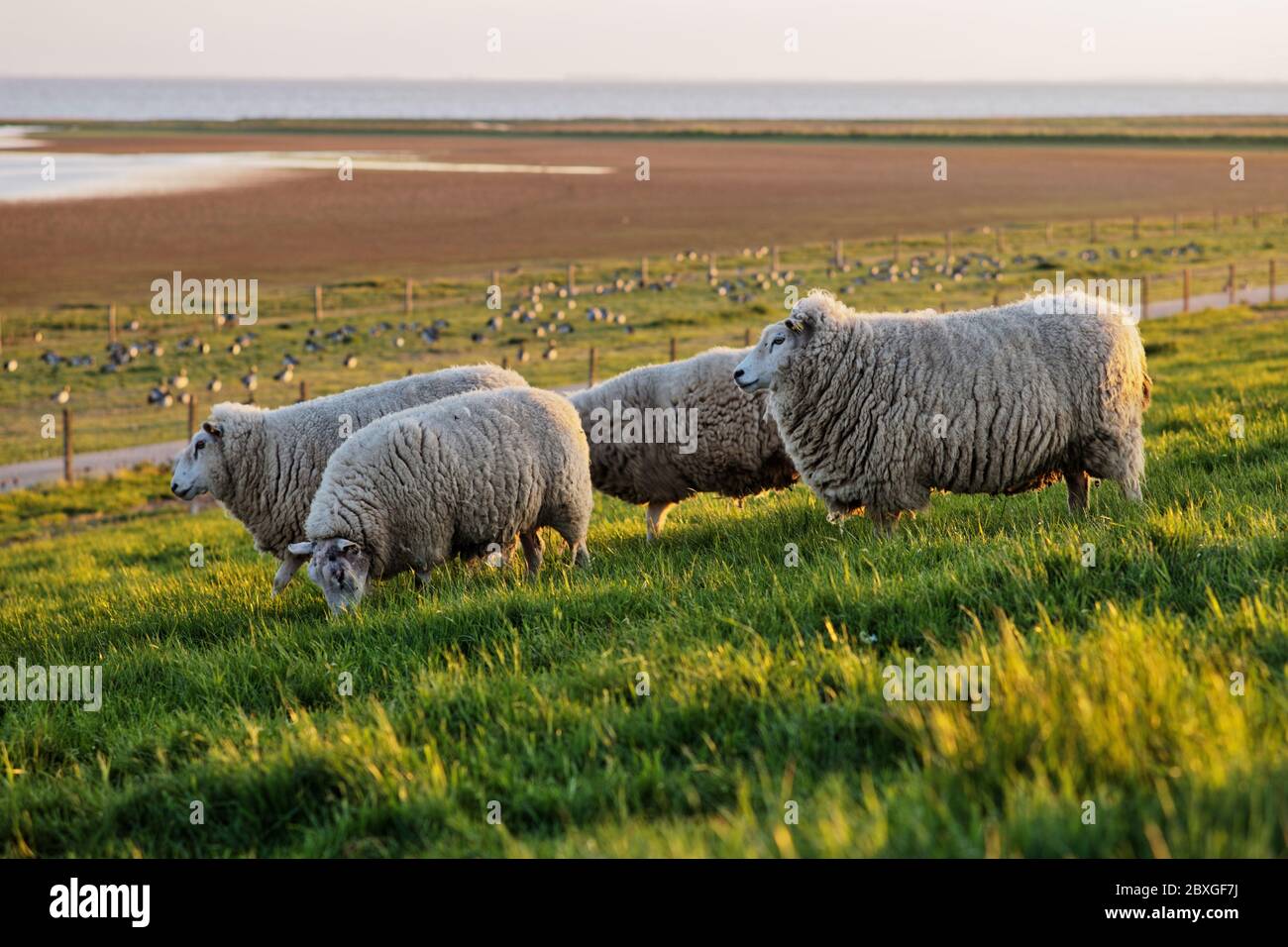Schafe weiden in einem Feld bei Sonnenuntergang, Dollart, Ostfriesland, Niedersachsen, Deutschland Stockfoto