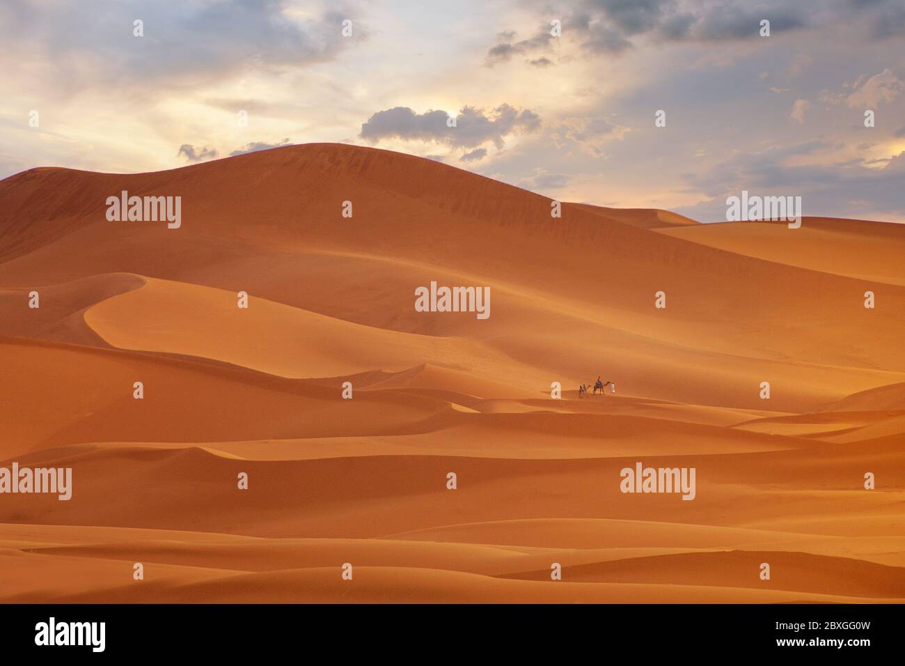 Zwei Menschen, die bei Sonnenuntergang mit Kamelen durch Wüstenlandschaft bei Merzouga wandern, Marokko Stockfoto