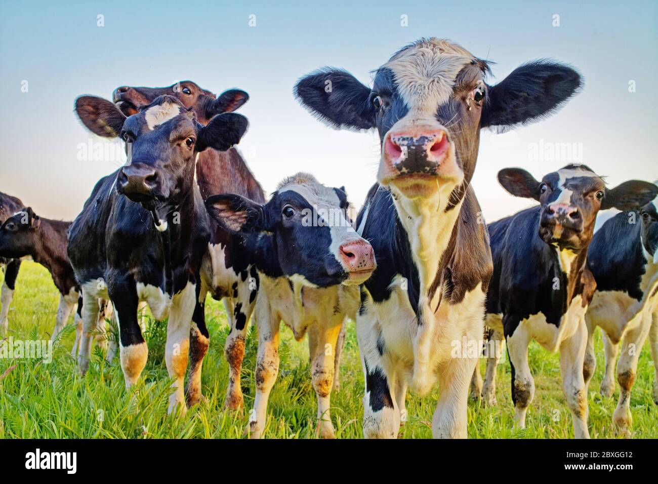 Neugierige Herde von Kälbern auf einem Feld, Ostfriesland, Niedersachsen, Deutschland Stockfoto
