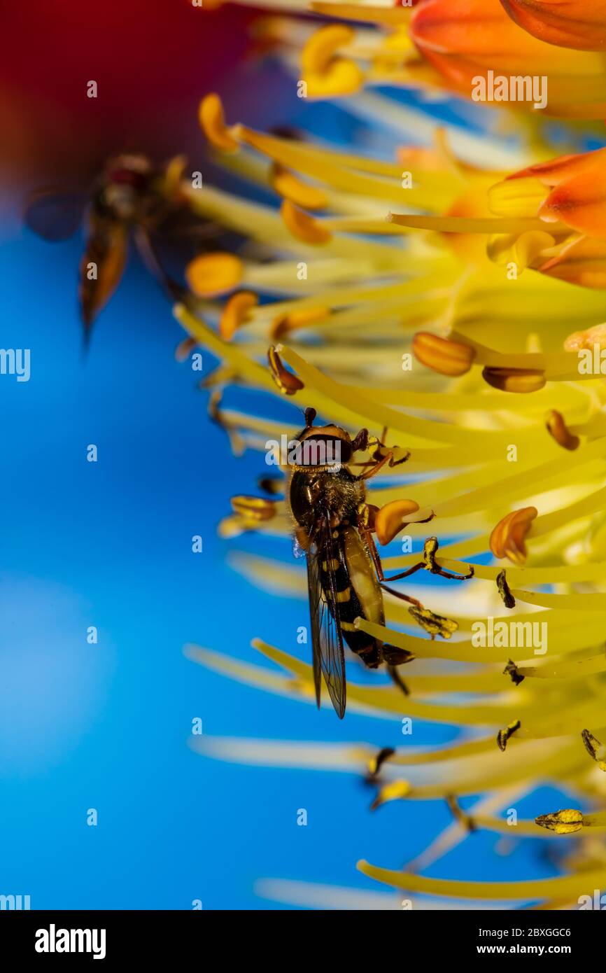 Winzige Schwebefliege saugt Nektar aus einer seltenen Raketenblume in einem frühen kühlen Frühlingsmorgen Stockfoto