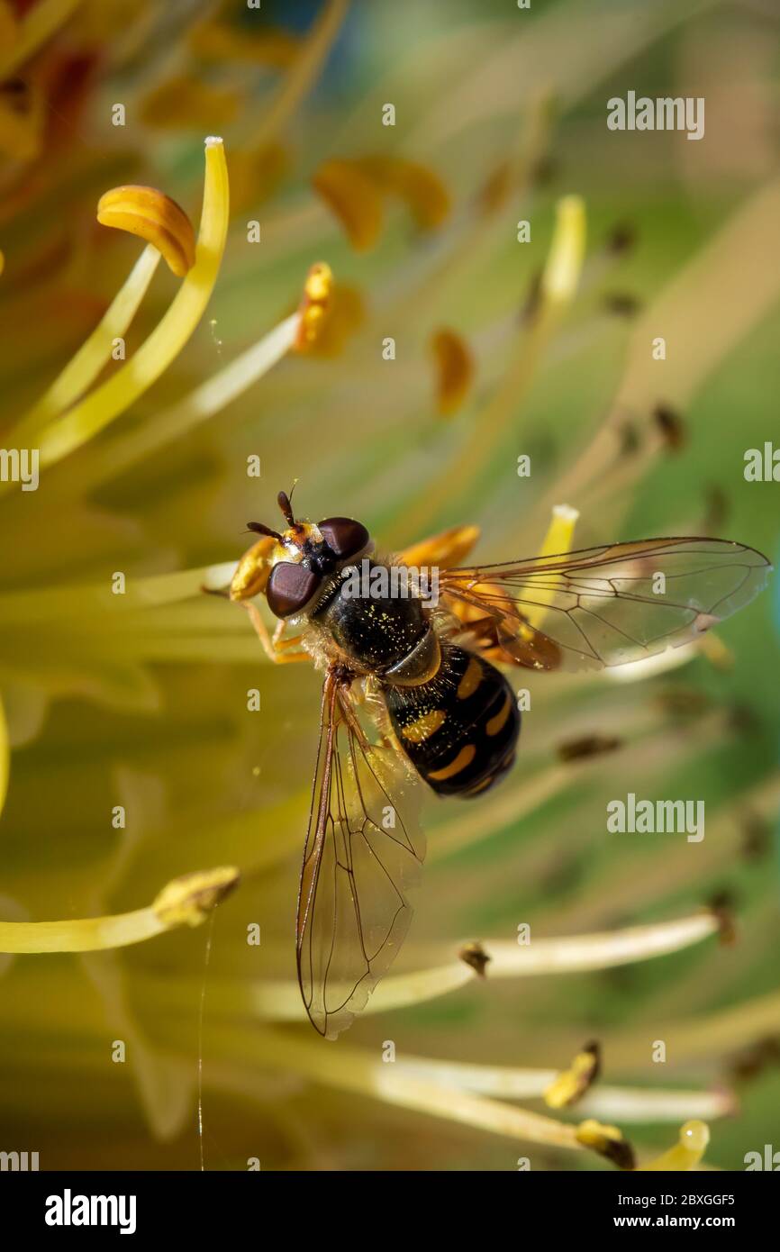 Winzige Schwebefliege saugt Nektar aus einer seltenen Raketenblume in einem frühen kühlen Frühlingsmorgen Stockfoto