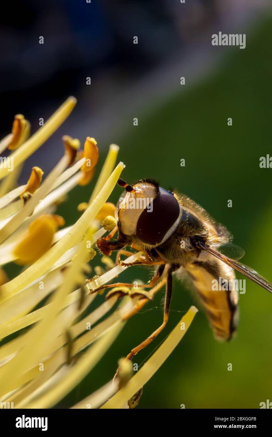 Winzige Schwebefliege saugt Nektar aus einer seltenen Raketenblume in einem frühen kühlen Frühlingsmorgen Stockfoto