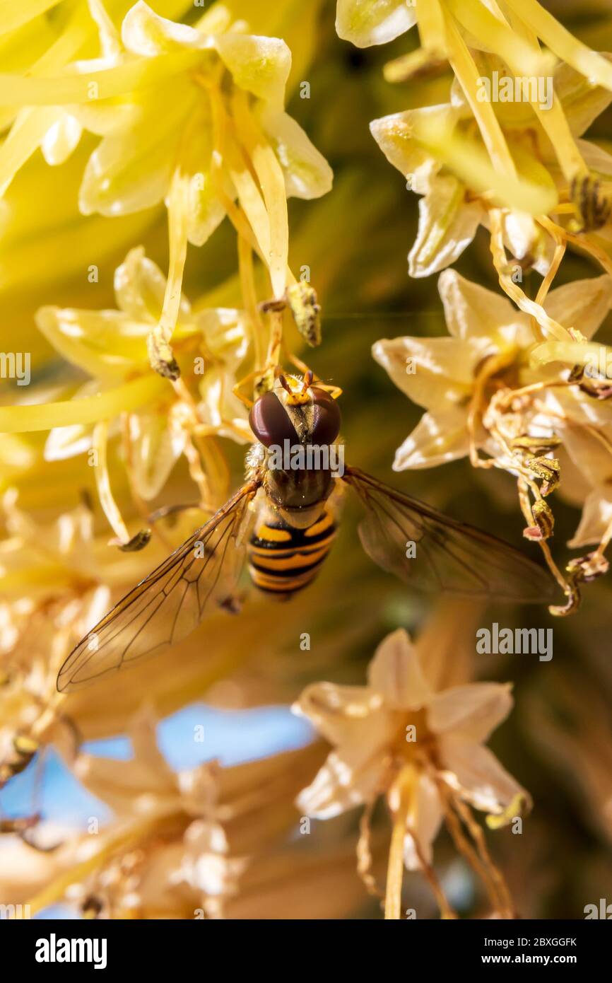 Winzige Schwebefliege saugt Nektar aus einer seltenen Raketenblume in einem frühen kühlen Frühlingsmorgen Stockfoto