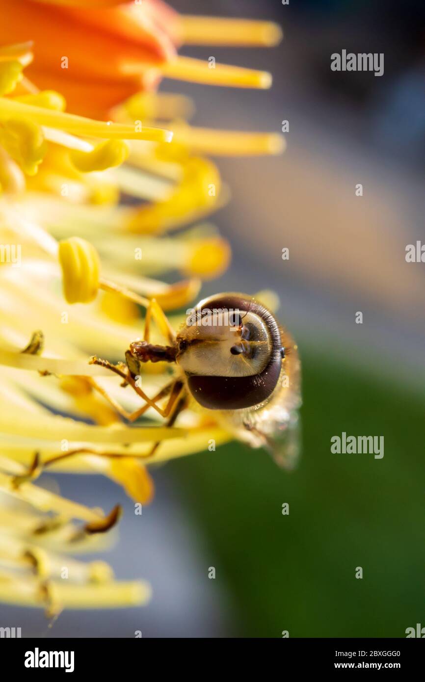 Winzige Schwebefliege saugt Nektar aus einer seltenen Raketenblume in einem frühen kühlen Frühlingsmorgen Stockfoto