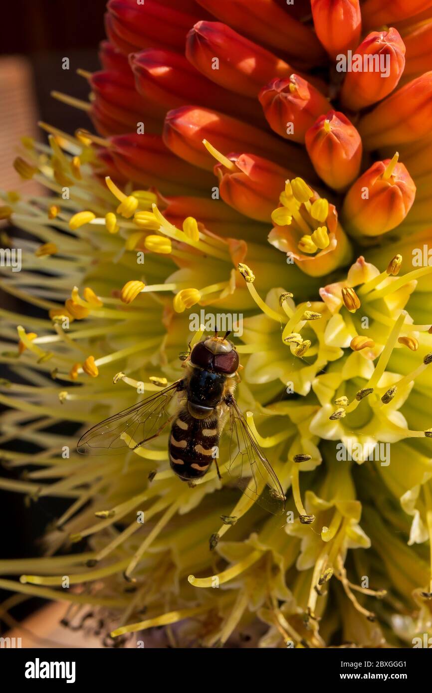 Winzige Schwebefliege saugt Nektar aus einer seltenen Raketenblume in einem frühen kühlen Frühlingsmorgen Stockfoto