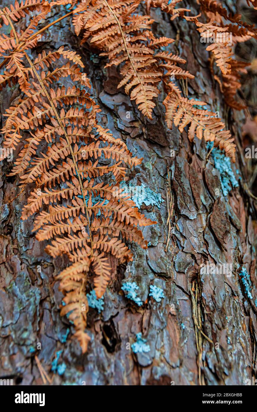 Detail von getrockneten Orangenblättern und grünen Flechten auf Kiefernrinde. Stockfoto