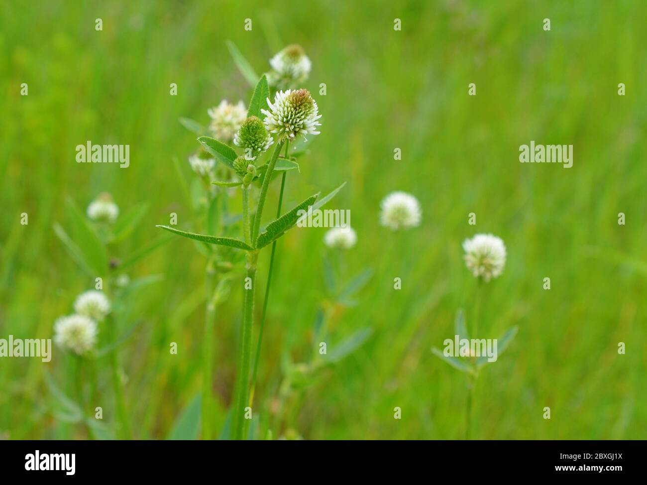 Blumen Trifolium montanum, der Bergklee auf der Wiese. Stockfoto