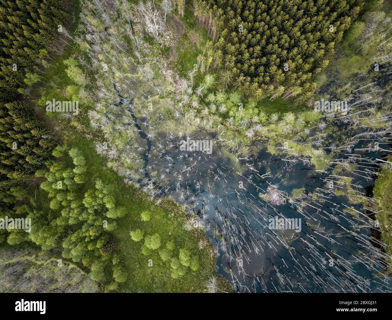 Hochwinkelansicht eines Sumpfes mitten im Wald Stockfoto