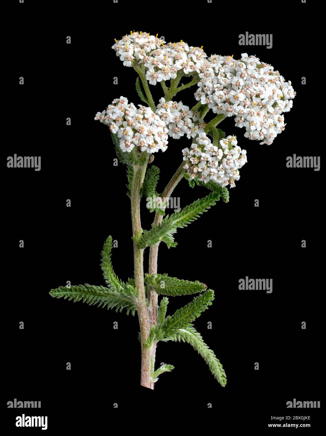 Blütenkopf und federleichtes Laub der britischen Schafgarbe Achillea millefolium Stockfoto